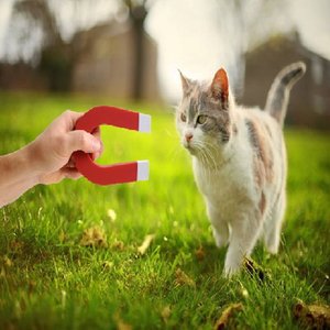 Cat Magnet