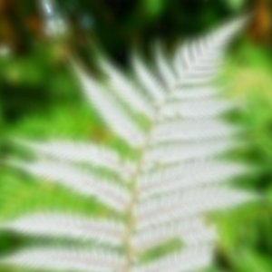 Fern