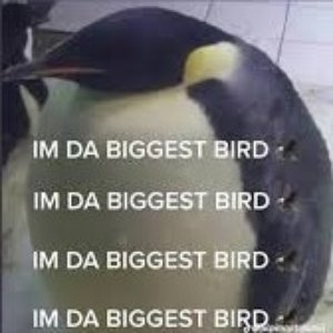 Da Biggest Bird - Single
