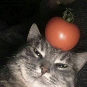 Avatar for Tomato Cat