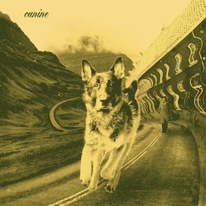Canine