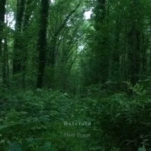 Hazy Forest