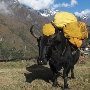 Avatar for agargara