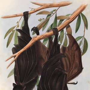 Avatar for Cheiroptera