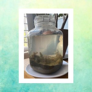 my ecoSystem (with Friends)
