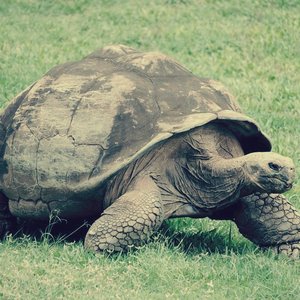 Avatar for schildpad