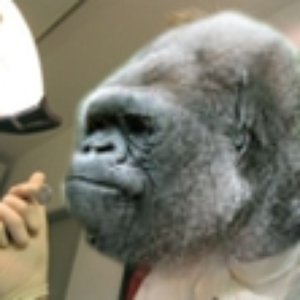 Avatar for Dentist Ape