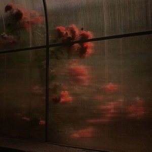 Rose-Tinted Reverie