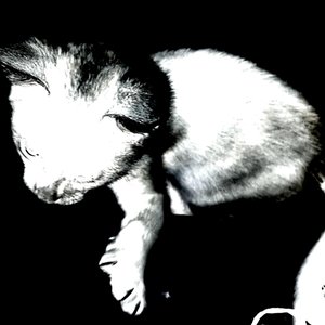 Noir - Single
