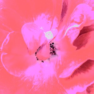 Avatar for Lesley Price