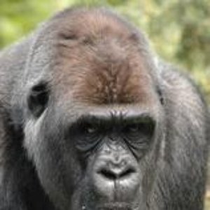 Avatar for Junglist King