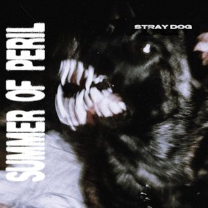 Stray Dog