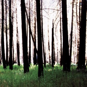 Inside the Trees