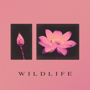 Sugar Soap - Wildlife