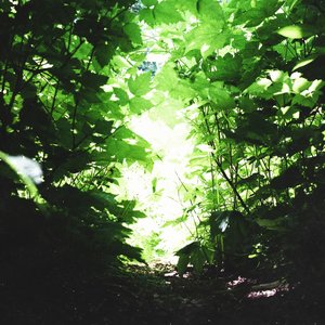 Everglow