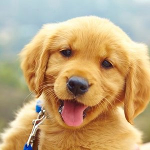 Avatar for Lil Puppy