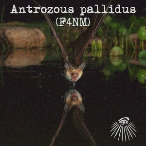Antrozous pallidus