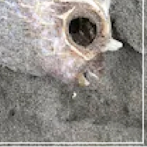 YHWH Nailgun