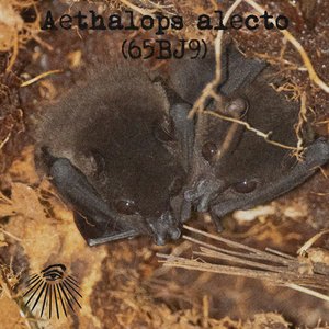 Aethalops alecto
