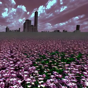flowerfield