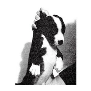 Avatar for A Dog In The Rain
