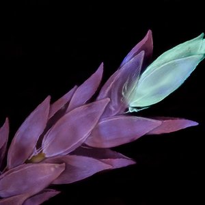 Avatar for Gem Tree