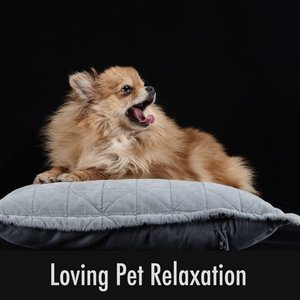 Avatar for Calming Doggy Relaxation