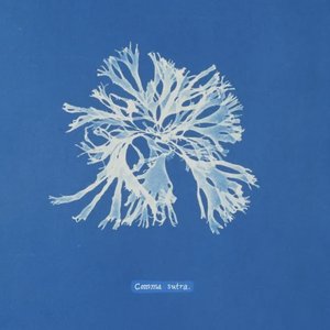 Comma Sutra