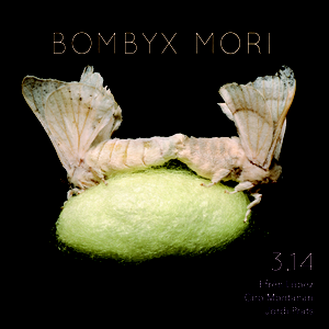 Bombyx Mori by 3,14