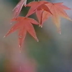日記