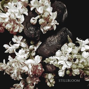 STILLBLOOM
