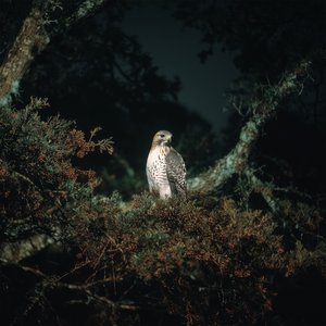 ECHOHAWK