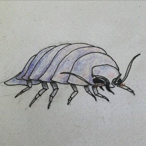 bathynomus giganteus