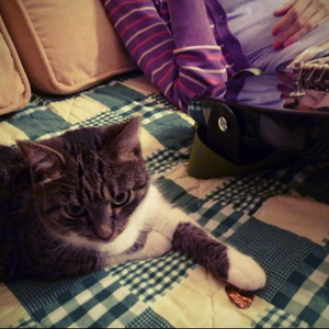 jouets pour chats by Dronabidoll