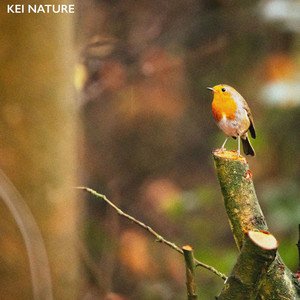 Forest Bird Sounds Vol. 2