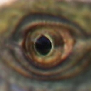 Avatar for clipboard