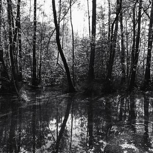 Faery Circles