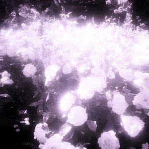 Avatar for apriltears
