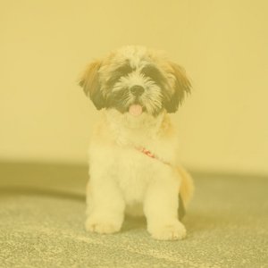 Music for Sweet Doggy