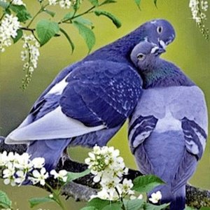 Avatar for 8tsukii
