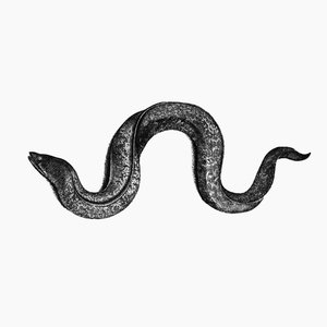 Eel II (reduction)