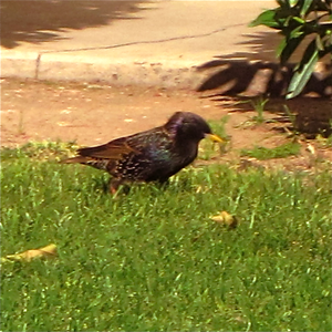 Ornithology! by The Herpetologists