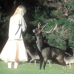 when bambi found her mother