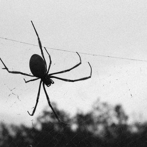 SPIDERS