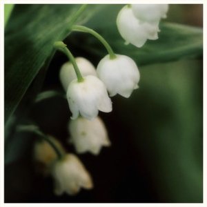Avatar for Chlorophylle