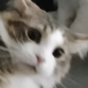 Avatar for Forps the Cat