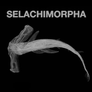 Selachimorpha
