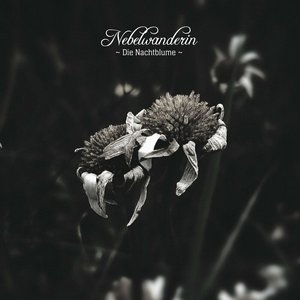 Nachtblume