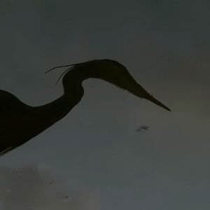 The Sun's White Wind