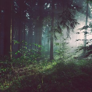 Hymn for the Forest